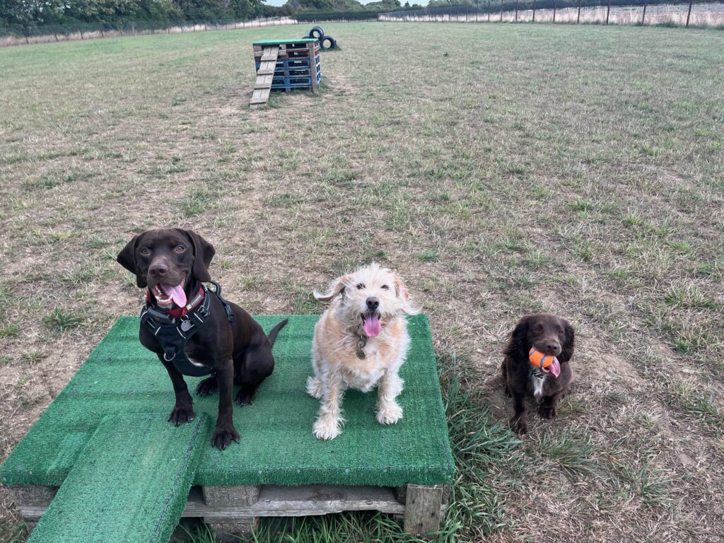Fun walks with other fun pups, either over the dog parks or fields